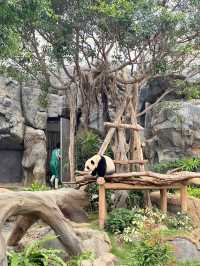 看熊貓不一定要到四川 來香港海洋公園！