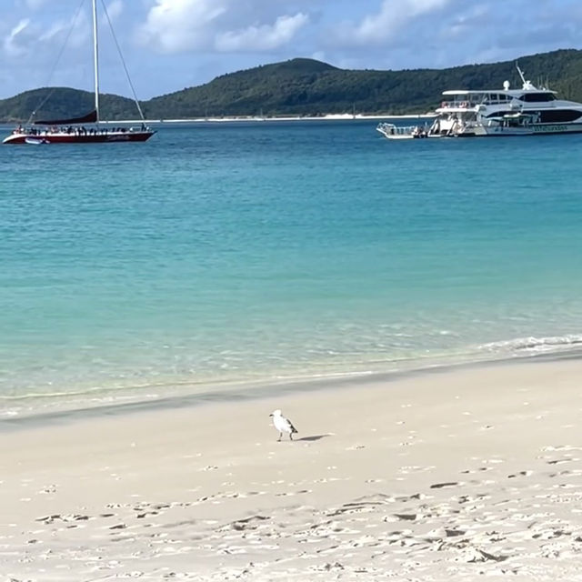 🇦🇺🦘布村小眾 | 白日夢島🐚🥥🫧🩵
