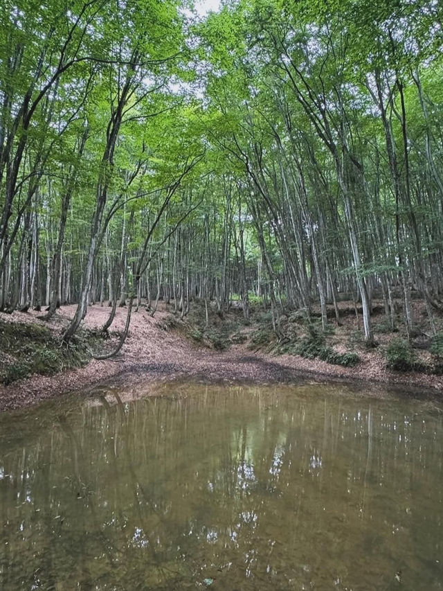 静けさと美しさに包まれる森。美人林で心ほどけるひととき🌳