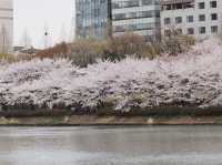 ชมซากุระที่ ทะเลสาบซอกชน (Seokchon Lake)
