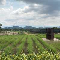 Kampot Paper Plantation 