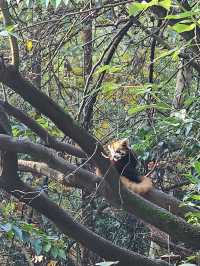🐼 Ultimate Chengdu Giant Panda Base Adventure: Your Complete Guide to Panda Paradise! 🎋
