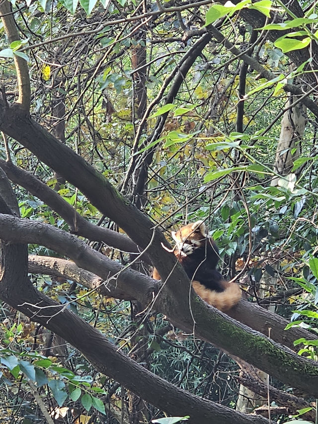 🐼 Ultimate Chengdu Giant Panda Base Adventure: Your Complete Guide to Panda Paradise! 🎋