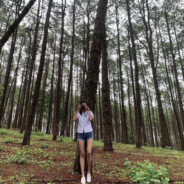 🌲Doi Bo Luang FIO – ที่พักกลางสวนป่าสน ในเชียงใหม่