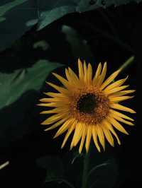 🌻 誤闖梵高的油畫｜芸上梯田向日葵花海指南