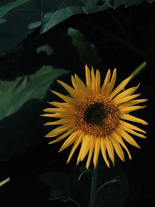 🌻 誤闖梵高的油畫｜芸上梯田向日葵花海指南