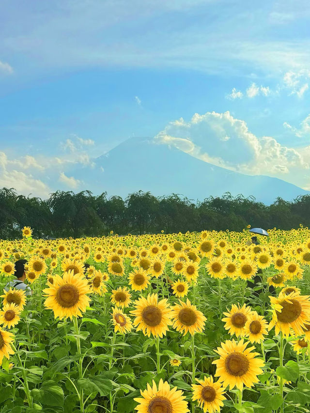 日本｜8月中旬的山中湖，是一年之中最驚艷的風景。