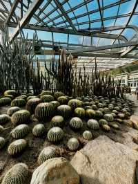 📸 Cactus Dreams: Xiamen’s Most Instagrammable Garden