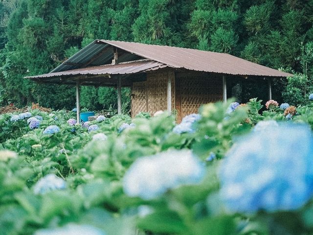ทุ่งดอกไฮเดรนเยีย ขุนแปะ