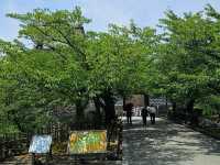 本地人最愛的綠意漫步地——金澤城公園 🌳