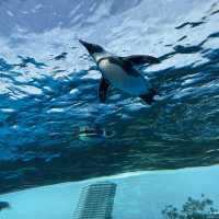 【東京/池袋🇯🇵】空飛ぶ水族館🦭サンシャイン水族館