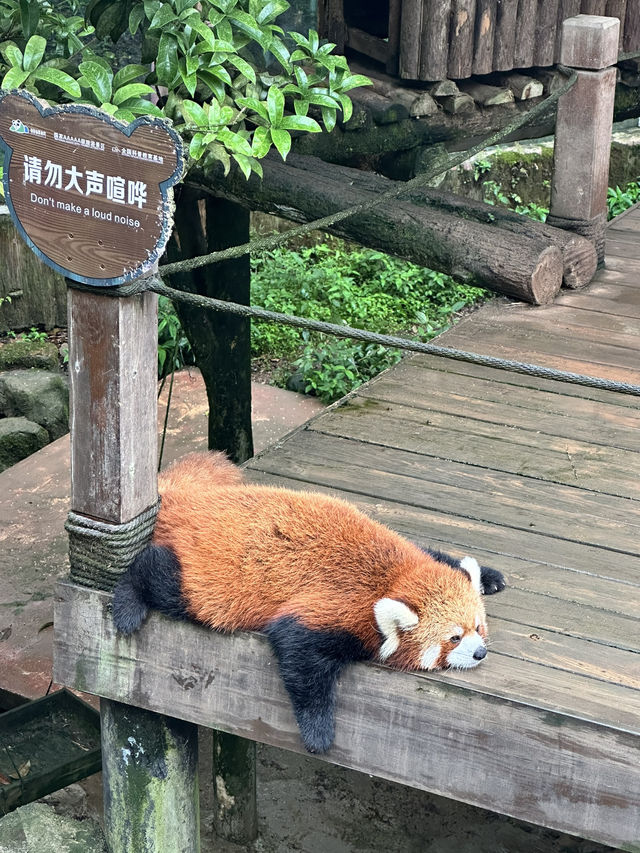 旅行日記：碧峰峽一日遊