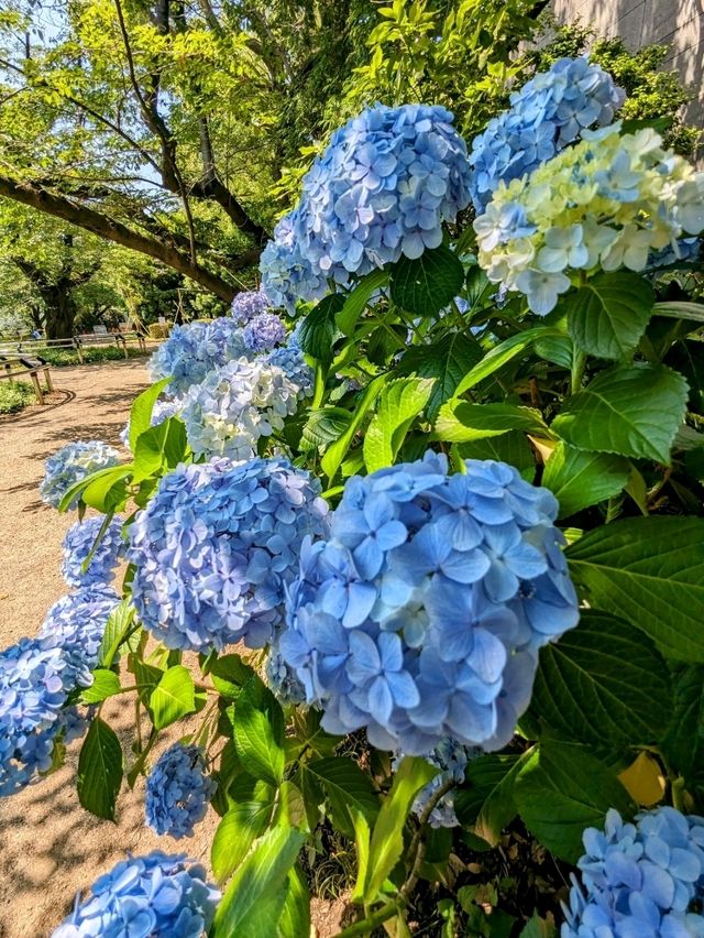 東京 | 浜離宮恩賜庭園，遠眺東京灣賞花