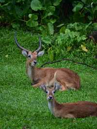 Did You Know?Your Birthday=FREE Entry To Zoo Negara!