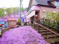 🌸 A Sea of Pink – Higashimokoto Shibazakura Park in Full Bloom