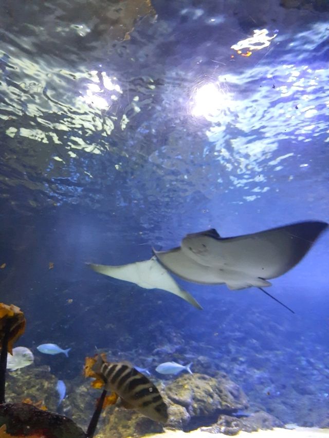 พาชม SEA LIFE Kelly Tarlton’s Aquarium, NZ🇳🇿