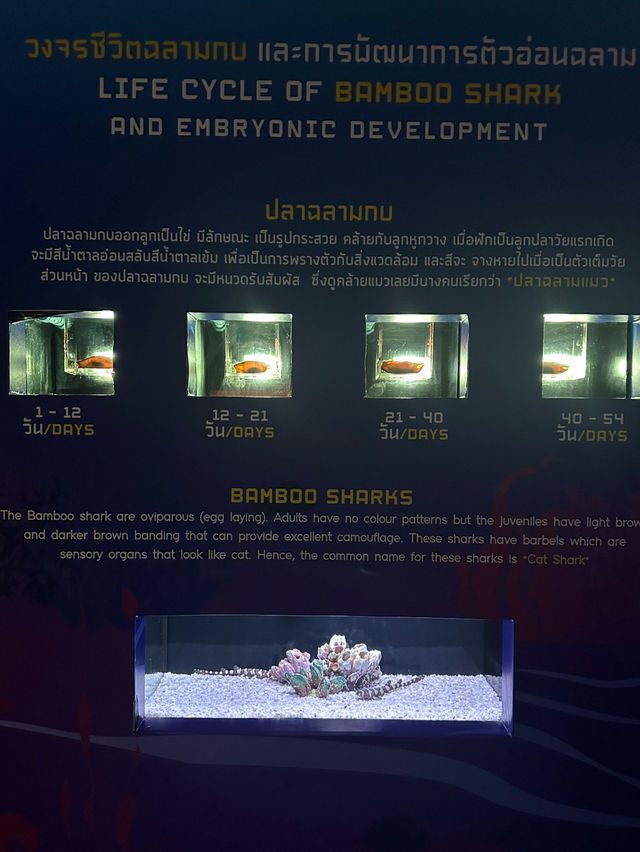 Phuket Aquaria