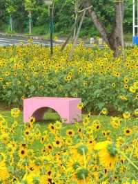 🌸 橫琴花海長廊三號驛站｜太陽花+露營