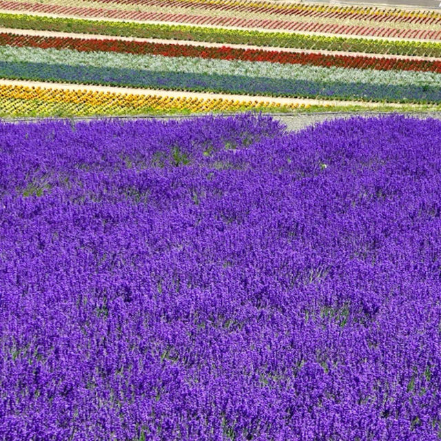 【圧倒的スケール🪻💐】富良野