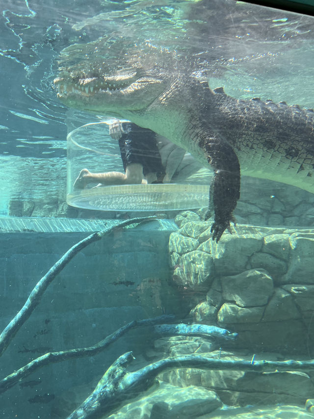 🐊 Face to Face with Giants in Darwin 🦎🌴