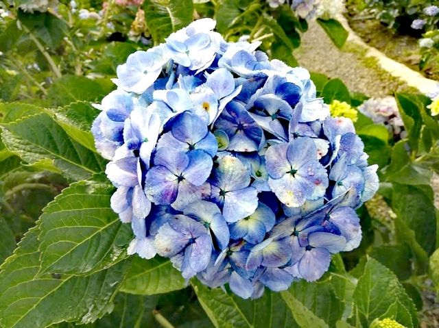 坤通迪花園