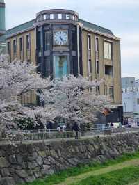 matsumoto ช่วง sakura