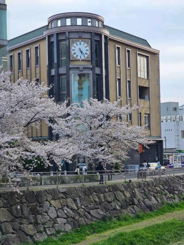 matsumoto ช่วง sakura