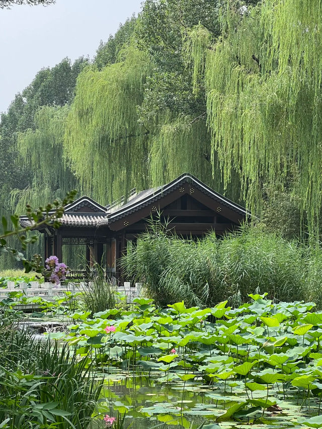Beijing – Hidden Lotus Wonderland Just Outside the 2nd Ring Road 🌿🌸