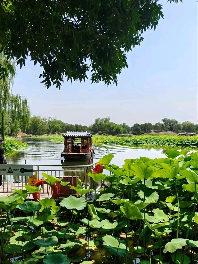 Summer Serenity at Yuanmingyuan: A Lotus Paradise