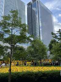 大名古屋ビルジング ビルの上のひまわり畑