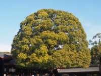Serene Stroll Through Meiji Shrine and Omotesando