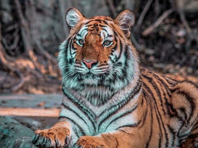 🇳🇵 Chitwan National Park: Into the Wild Heart of Nepal