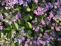 🌸 横浜新港中央広場の紫陽花から、ワールドポーターズ散策、エアキャビンで桜木町へ戻る旅