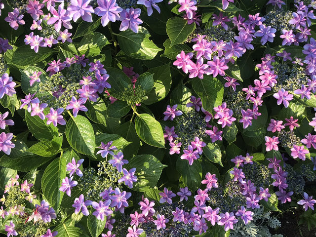 🌸 横浜新港中央広場の紫陽花から、ワールドポーターズ散策、エアキャビンで桜木町へ戻る旅