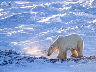 チャーチル：ホッキョクグマの首都