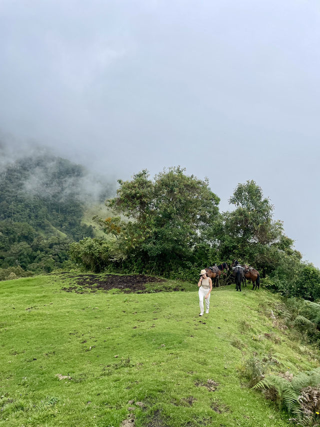 Horseback Through the Clouds: Cocora Valley’s Magical Wax Palms