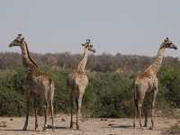 🐘 짐바브웨 여행 – 사파리와 모험