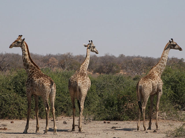 🐘 짐바브웨 여행 – 사파리와 모험