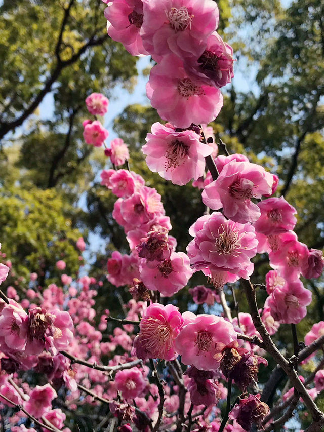 🌸 横浜公園の春の花々と見頃 2026年横浜ガーデンネックレス予測 🌸 横浜公園の春の花々と見頃 2026年横浜ガーデンネックレス予測