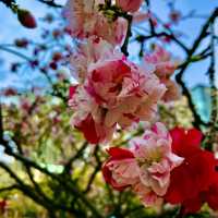 🌸都心の隠れ花見スポット：モモと桜が重なる早稲田鶴巻町🌸