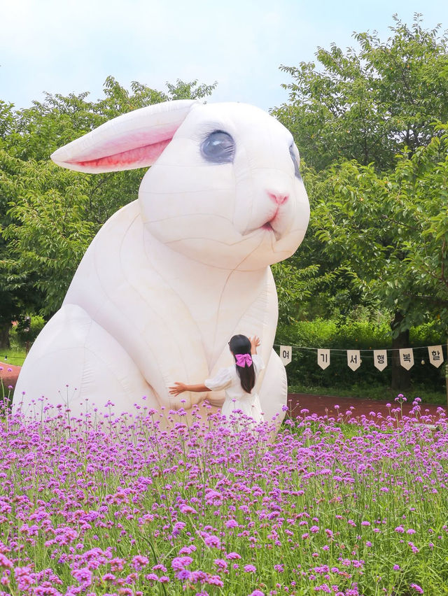 (실시간) 청주에 찾아온 보랏빛 버베나 꽃밭💜