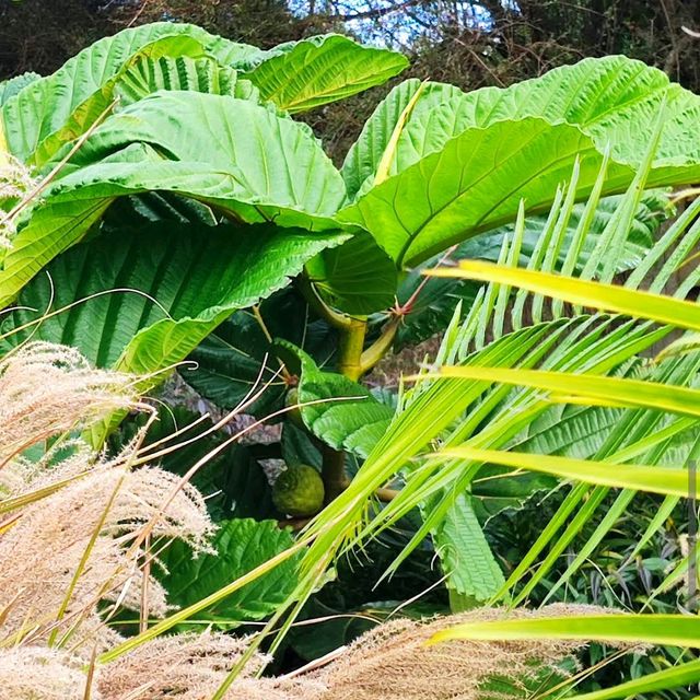 Auckland Botanic Gardens Sculpture Trail 🎨