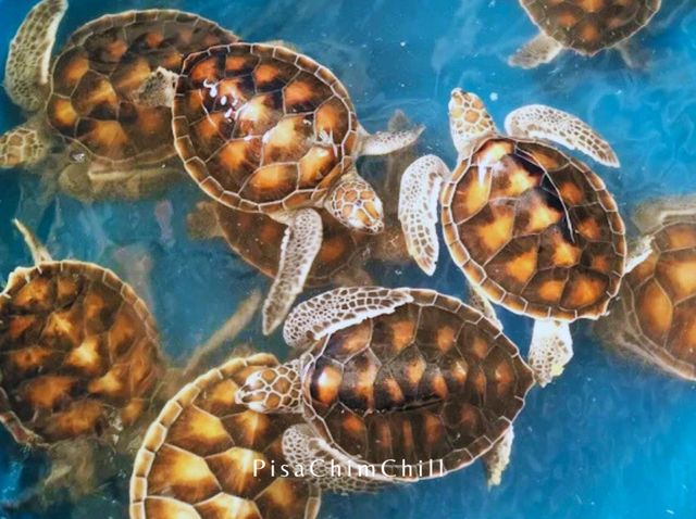 ศูนย์อนุรักษ์พันธุ์เต่าทะเล กองทัพเรือ สัตหีบ