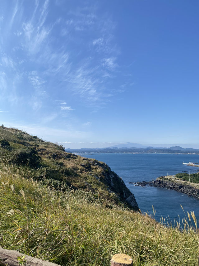 Nature Vibes Jeju🌳