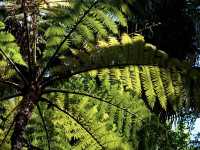 Royal Botanic Gardens Victoria - Melbourne Gardens