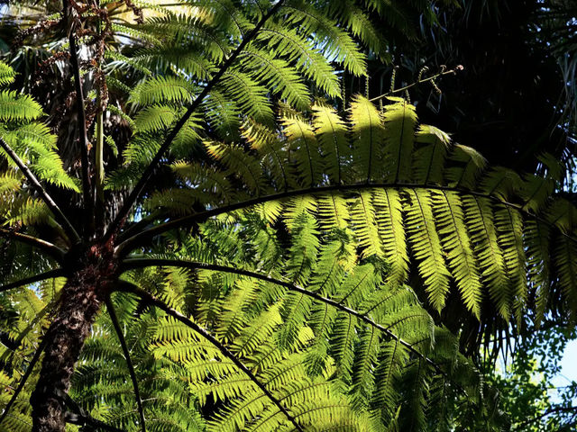 Royal Botanic Gardens Victoria - Melbourne Gardens