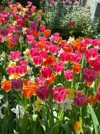 สวนทิวลิป Miracle of Natural จ.ระยอง 🌷🌷🌷