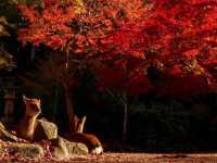 🍁✨ Miyajima – Momijidani Park & Itsukushima Shrine ✨⛩️