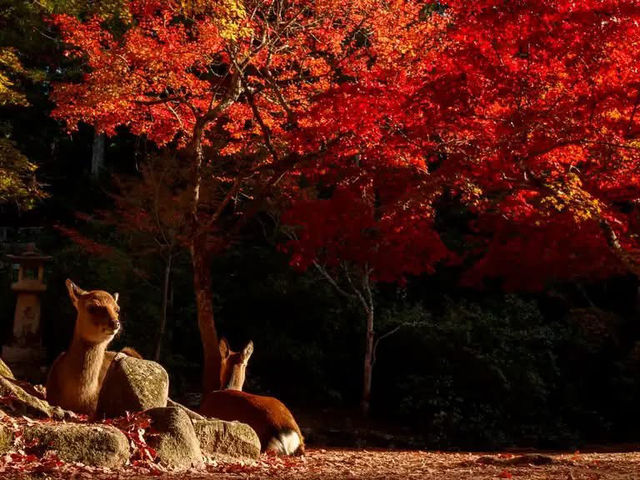 🍁✨ Miyajima – Momijidani Park & Itsukushima Shrine ✨⛩️