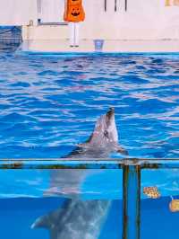 🐧【登別尼克斯海洋公園】親子必去!企鵝巡遊+沙丁魚風暴+童話城堡水族館